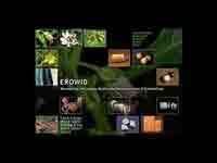 Erowid